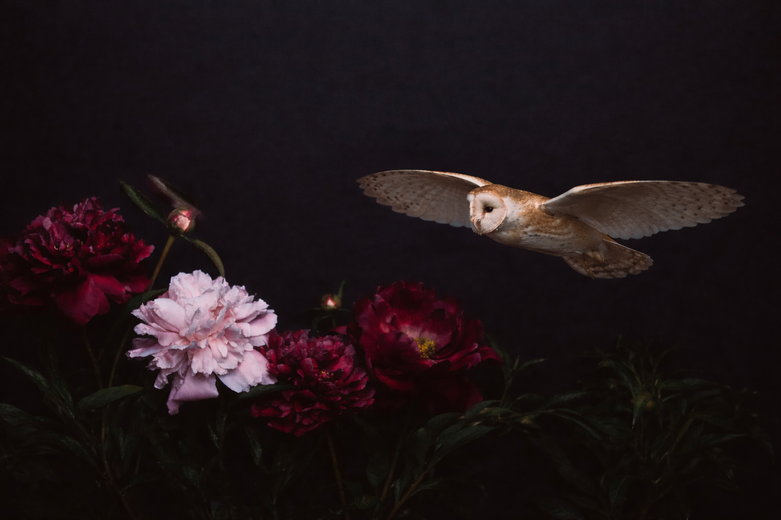 Barn owl in flight