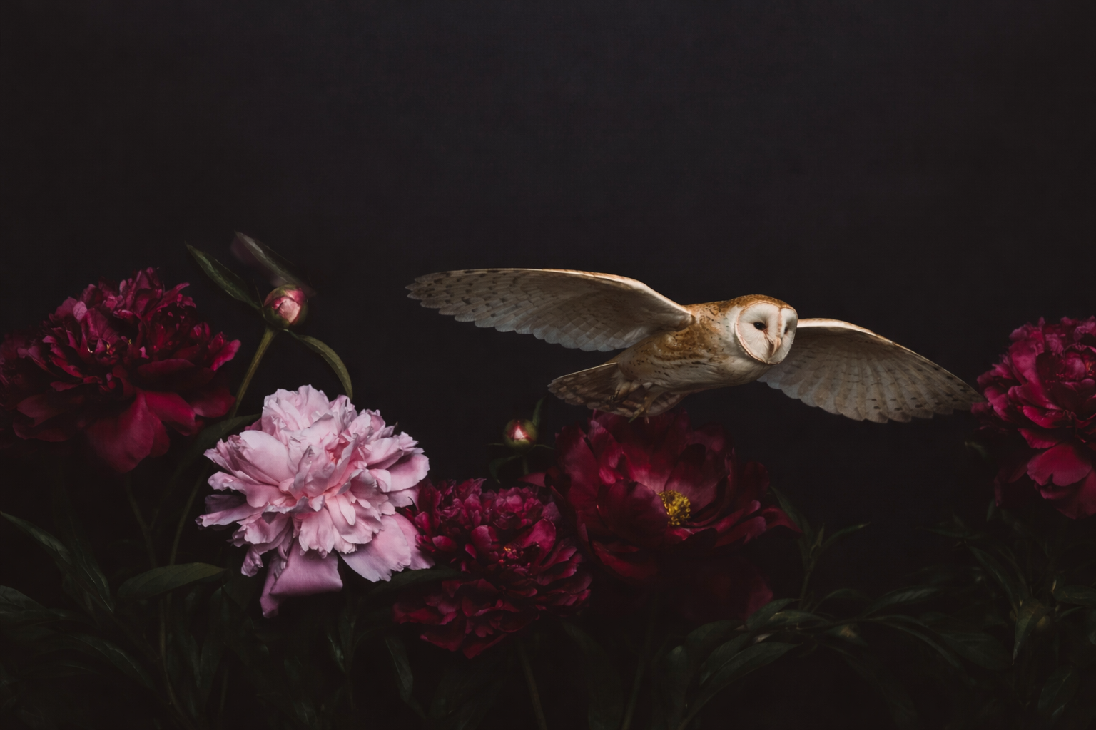 Barn owl in flight among peonies